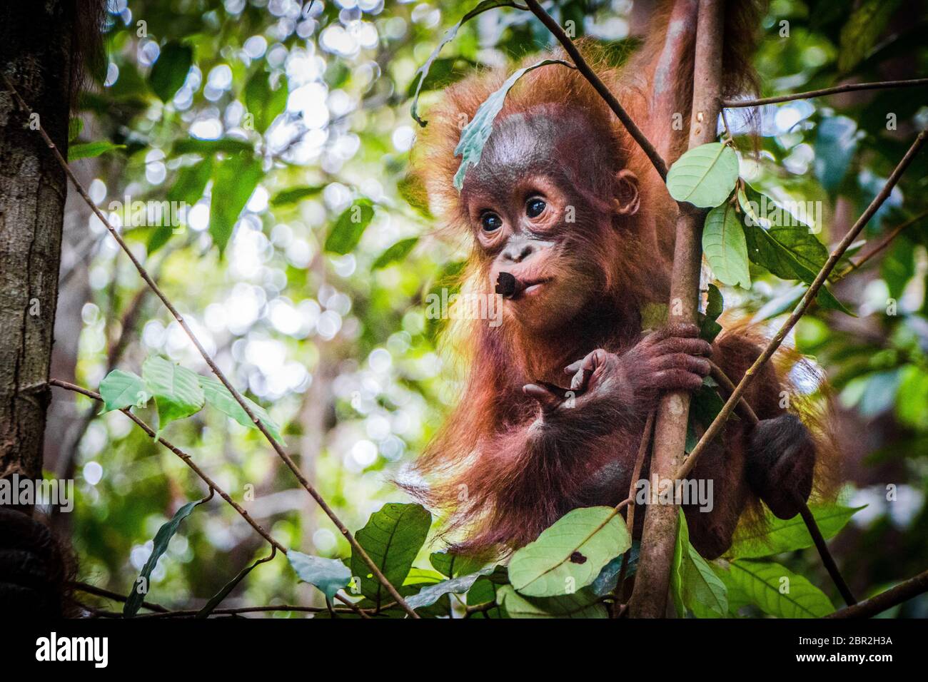 Bebe Le Plus Mignon Du Monde Pend De L Orang Outan Dans Un Arbre Dans Les Jungles De Borneo Avec Une Succursale Dans La Bouche De C Photo Stock Alamy