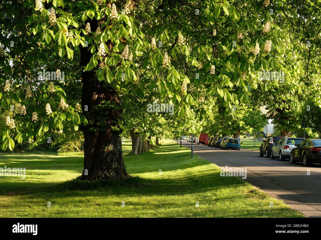 Châtaignes (Aesculus hippocastanum) sur les Durham Downs de Bristol Banque D'Images