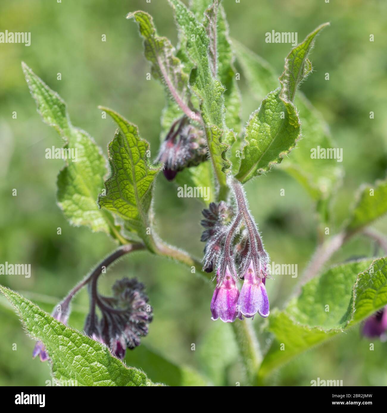 Close-up de la floraison / Consoude Symphytum officinale sur une journée ensoleillée. Utilisé comme une base de plantes / plante médicinale et connu sous le nom de Bone-kit. Banque D'Images