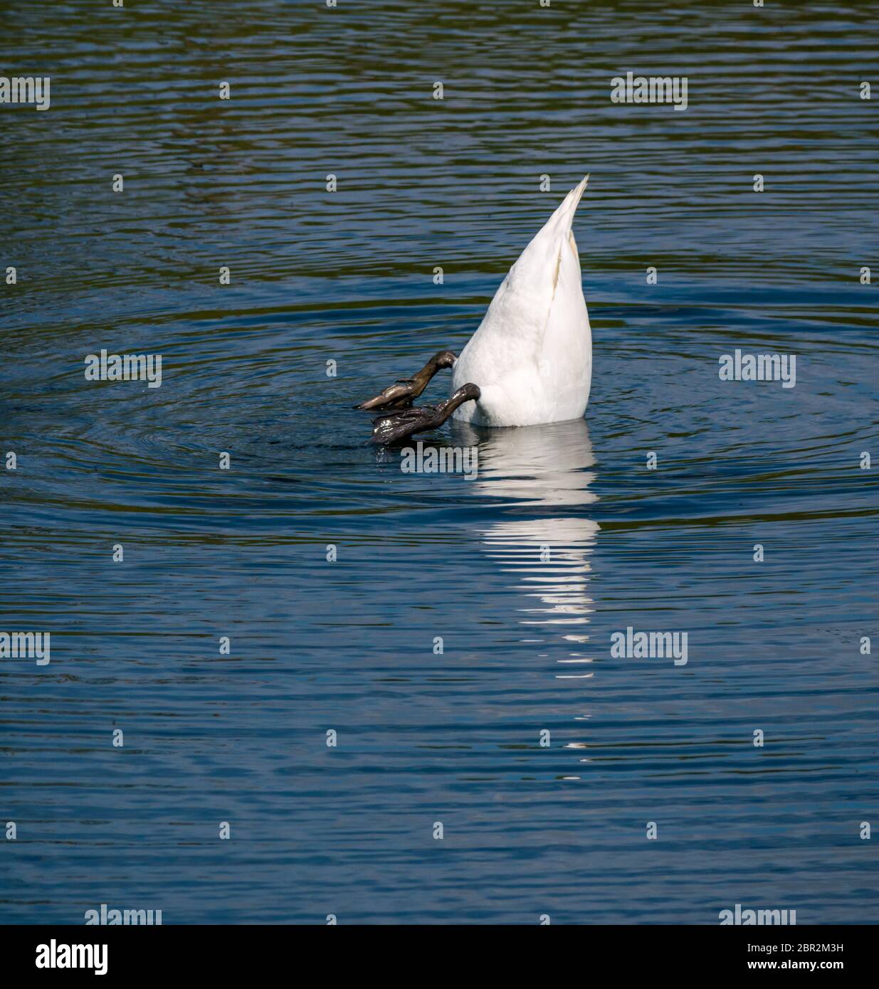 East Lothian, Écosse, Royaume-Uni. 20 mai 2020. Météo au Royaume-Uni : un homme coupe le son de la plongée en cygne pour nourrir Banque D'Images