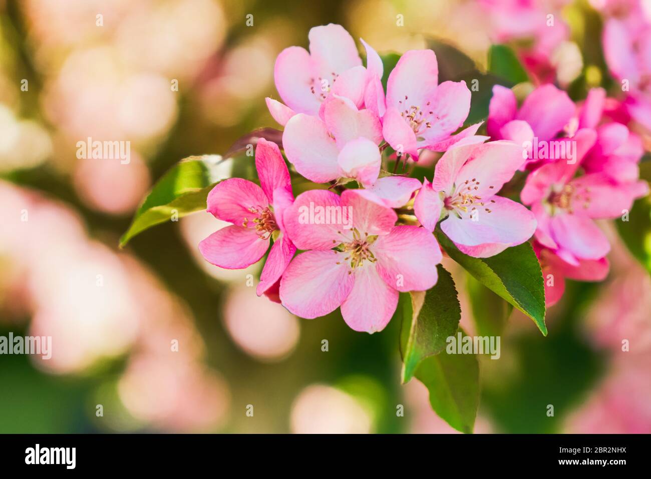 Branches de pommier en fleur dans le jardin. Arrière-plan du ressort. Banque D'Images