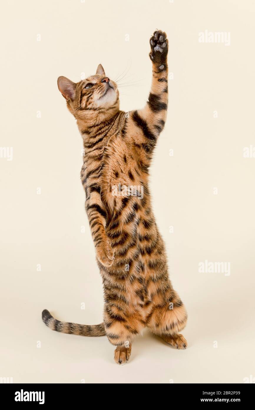 Rassekatze Toyger (Felis silvestris catus), weiblich, alter 2 Jahre, Farbe brun tabby maquereau, braun getigert, stehend, frontal Banque D'Images