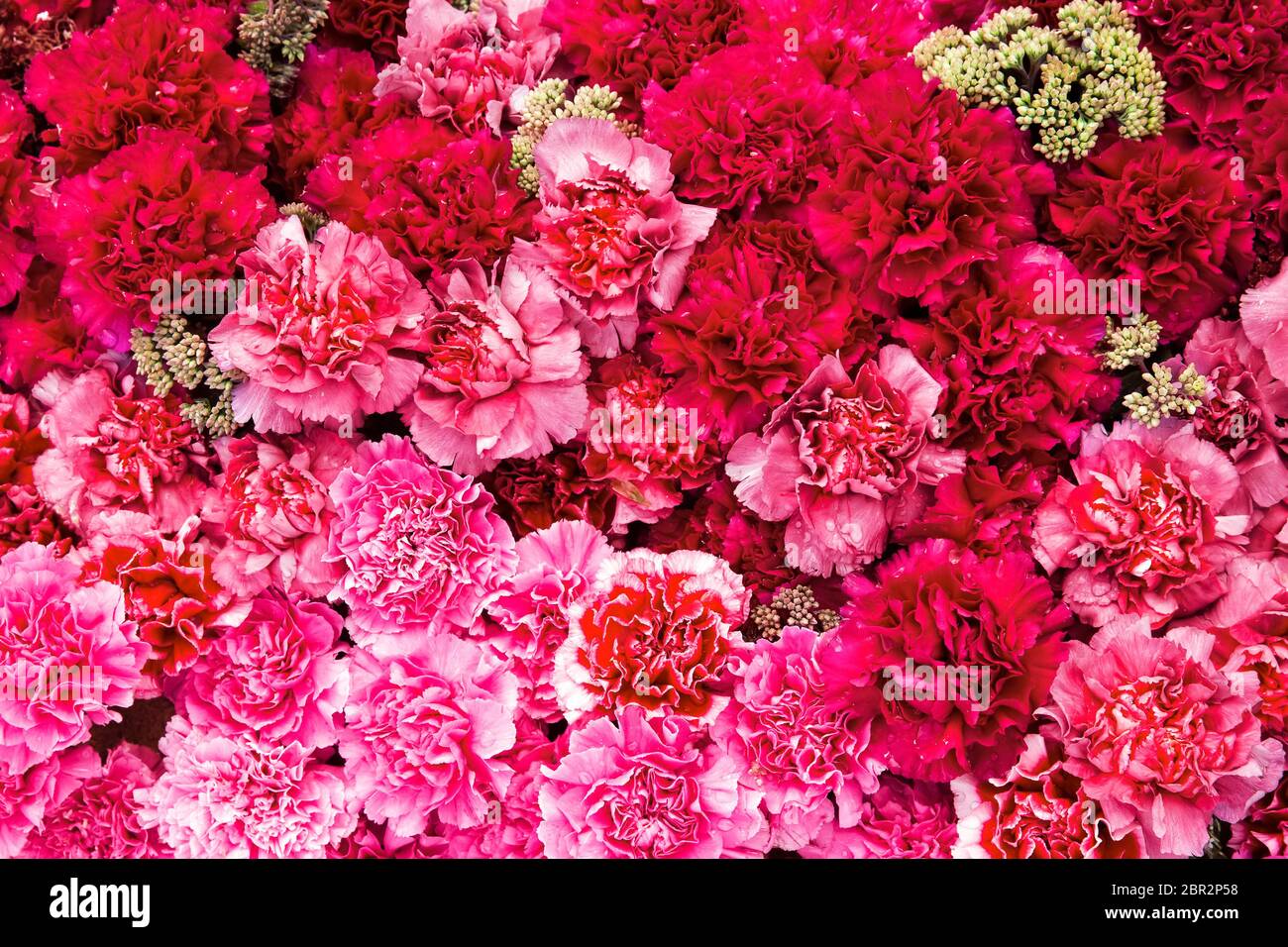 Magnifique arrière-plan de fleurs de carnation rouges. Fleurs rouges et roses. Vue de dessus Banque D'Images