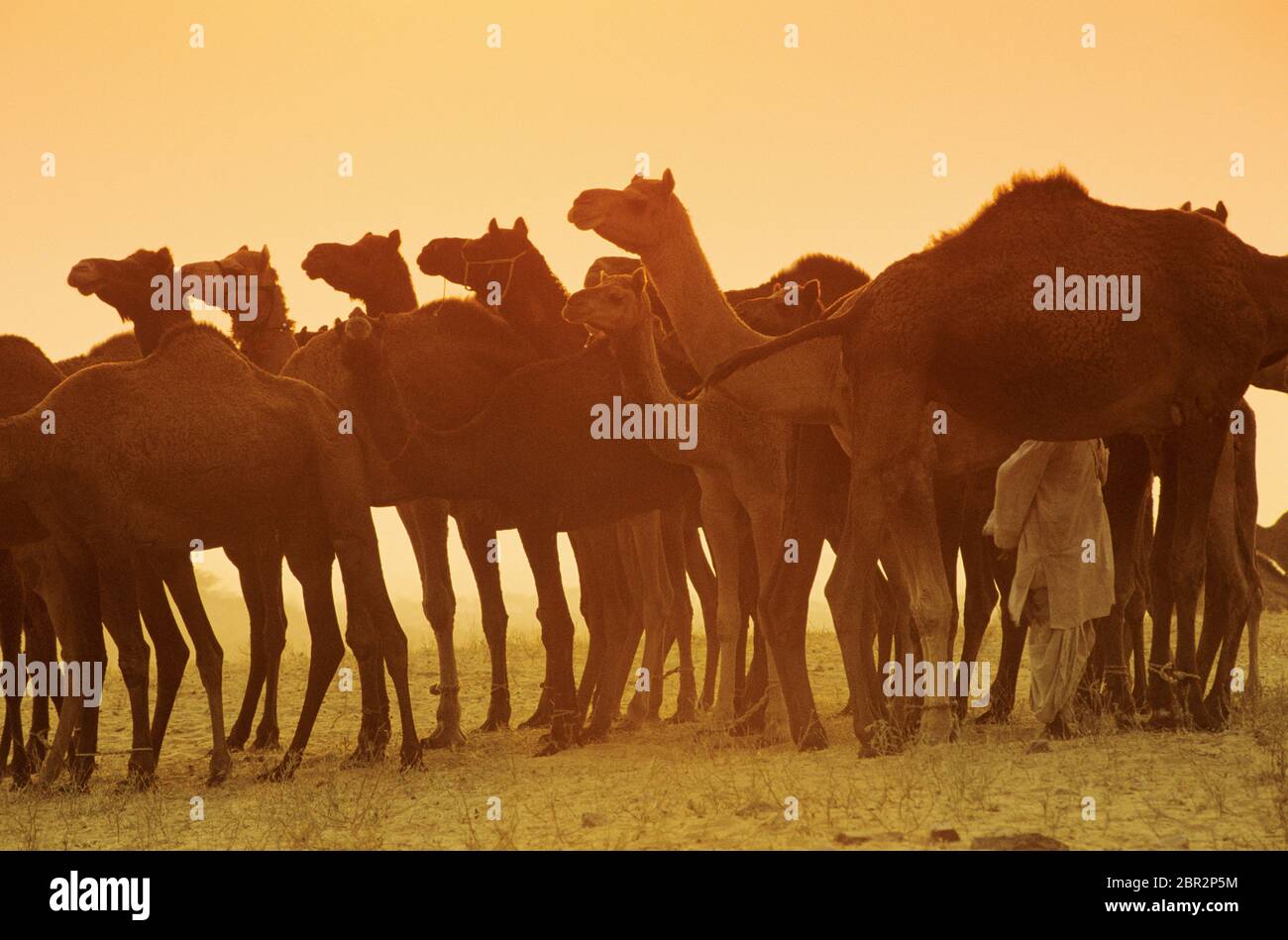 Chameaux à la Foire de Camel de Pushkar, Pushkar, Rajasthan, Inde Banque D'Images