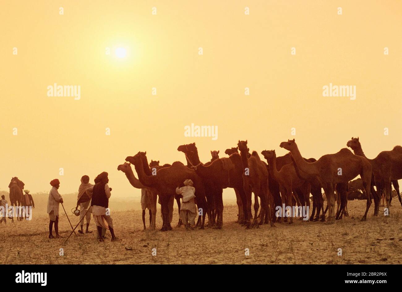 Rajasthani hommes avec des chameaux à la Foire de Pouchkar Camel, Pushkar, Rajasthan, Inde Banque D'Images