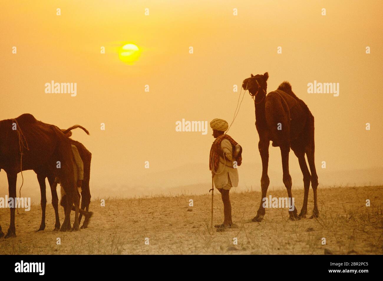 Rajasthani homme avec chameaux à la Foire de Pouchkar Camel, Pushkar, Rajasthan, Inde Banque D'Images