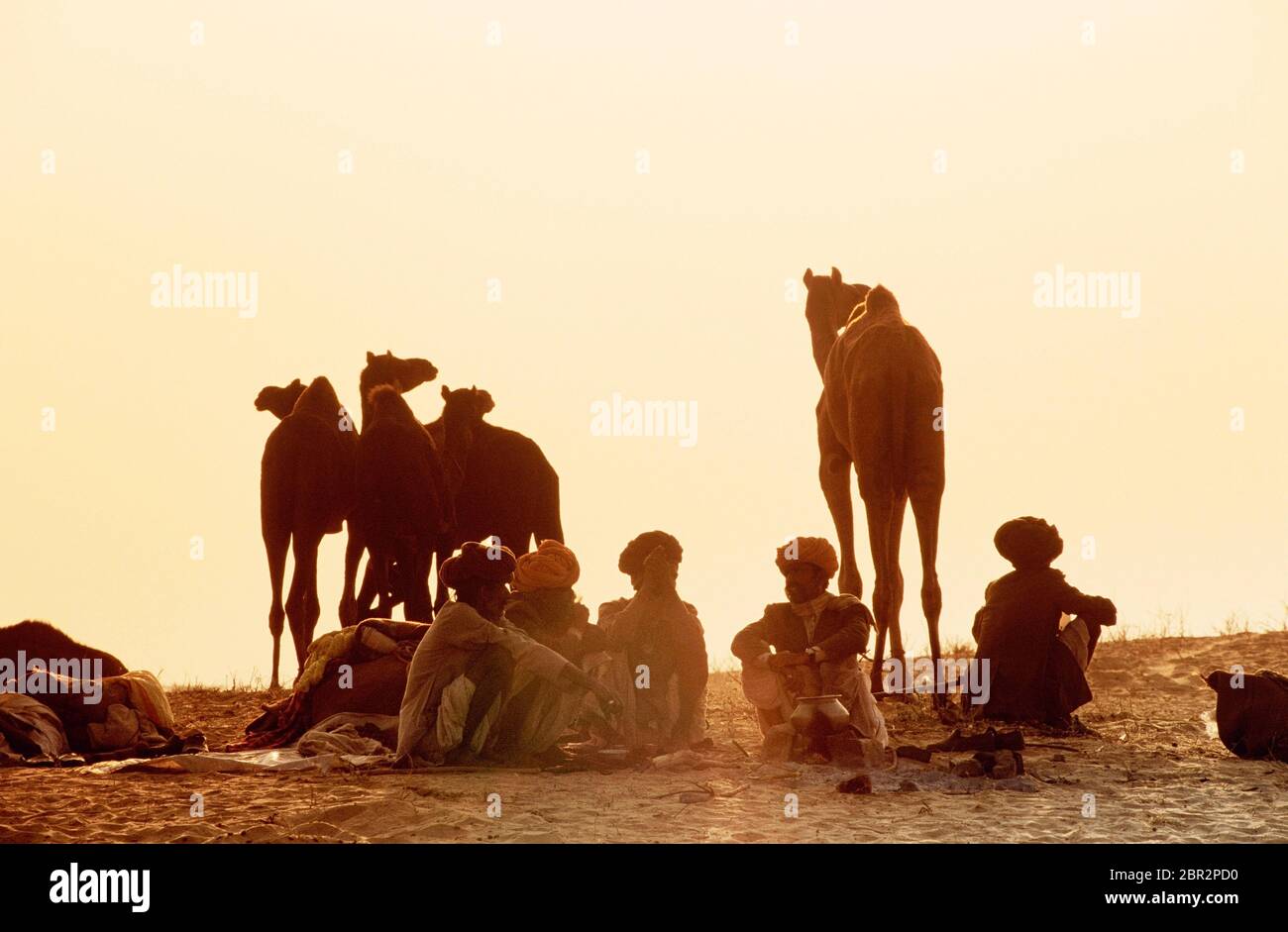 Rajasthani hommes avec des chameaux à la Foire de Pouchkar Camel, Pushkar, Rajasthan, Inde Banque D'Images
