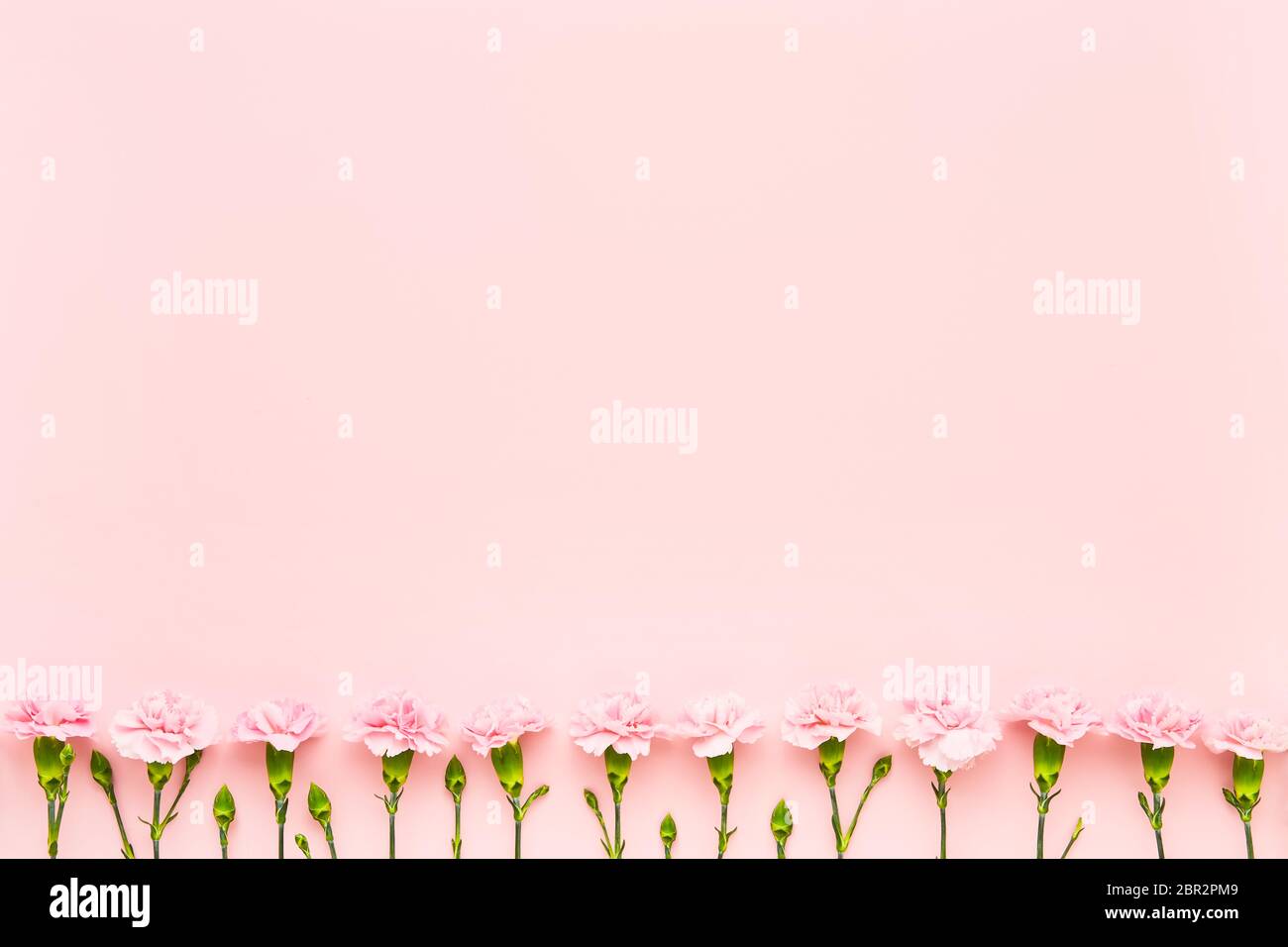 Fleurs de carnation roses sur fond rose. Concept de fête des mères, de fête de la Saint-Valentin, de célébration d'anniversaire. Copier l'espace pour le texte, vue de dessus Banque D'Images