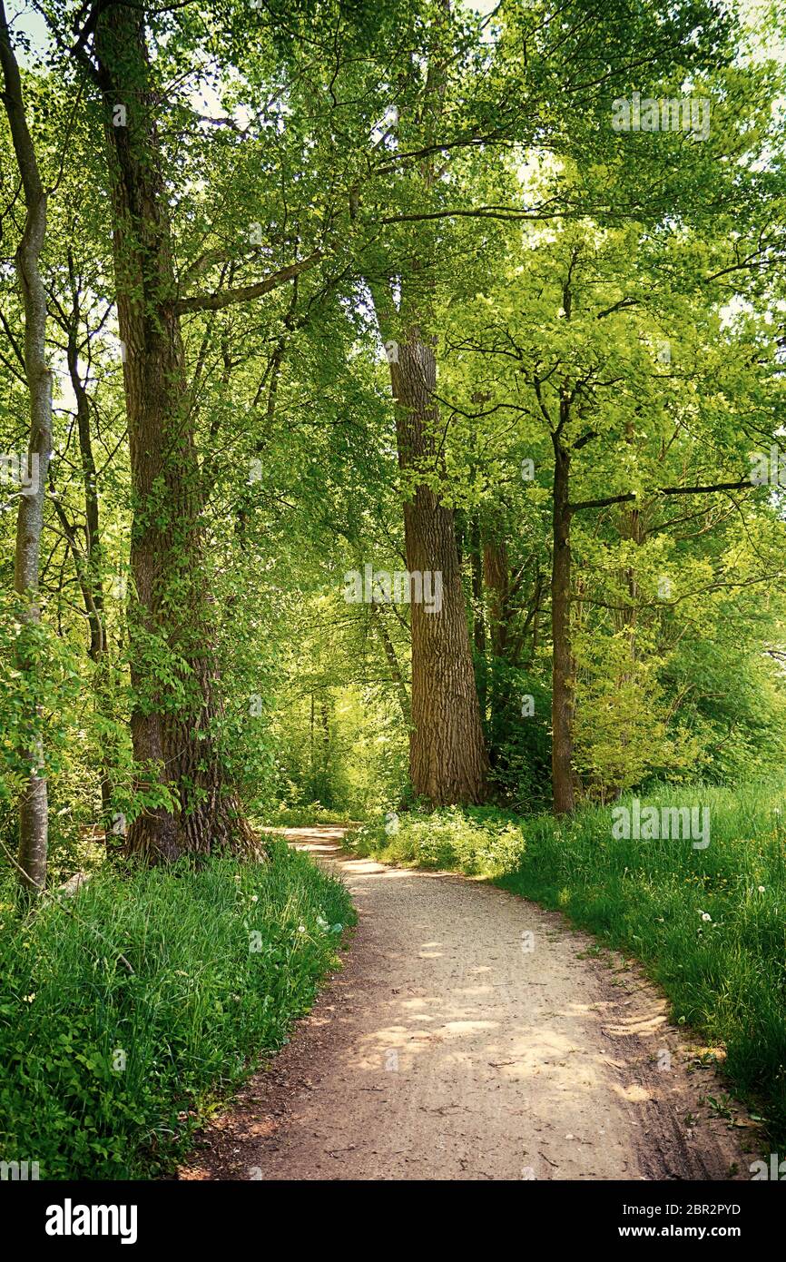 Bavière, Allemagne - sentier au milieu des bois au parc national d'Isaraüen, le point vert des arbres denses le long de la rivière Isar près de Munich, endroit idéal pour marcher, h Banque D'Images