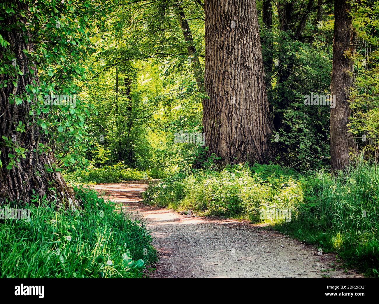Bavière, Allemagne - sentier au milieu des bois au parc national d'Isaraüen, le point vert des arbres denses le long de la rivière Isar près de Munich, l'endroit idéal pour marcher un Banque D'Images