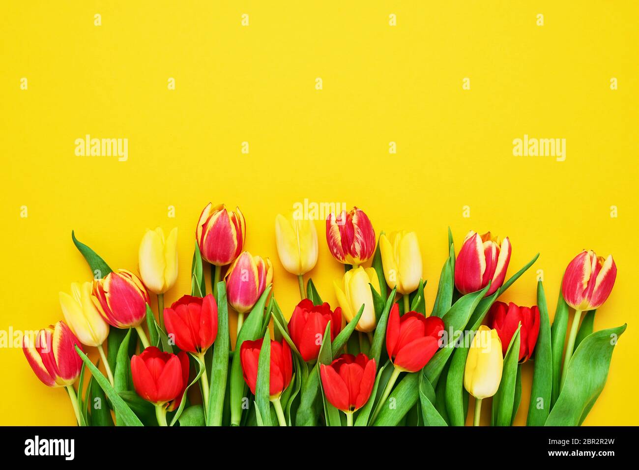 Bouquet de tulipes rouges et jaunes sur fond jaune vif. Belle carte de vœux. Concept de fête des mères, de fête de la Saint-Valentin, de célébration d'anniversaire. Gree Banque D'Images