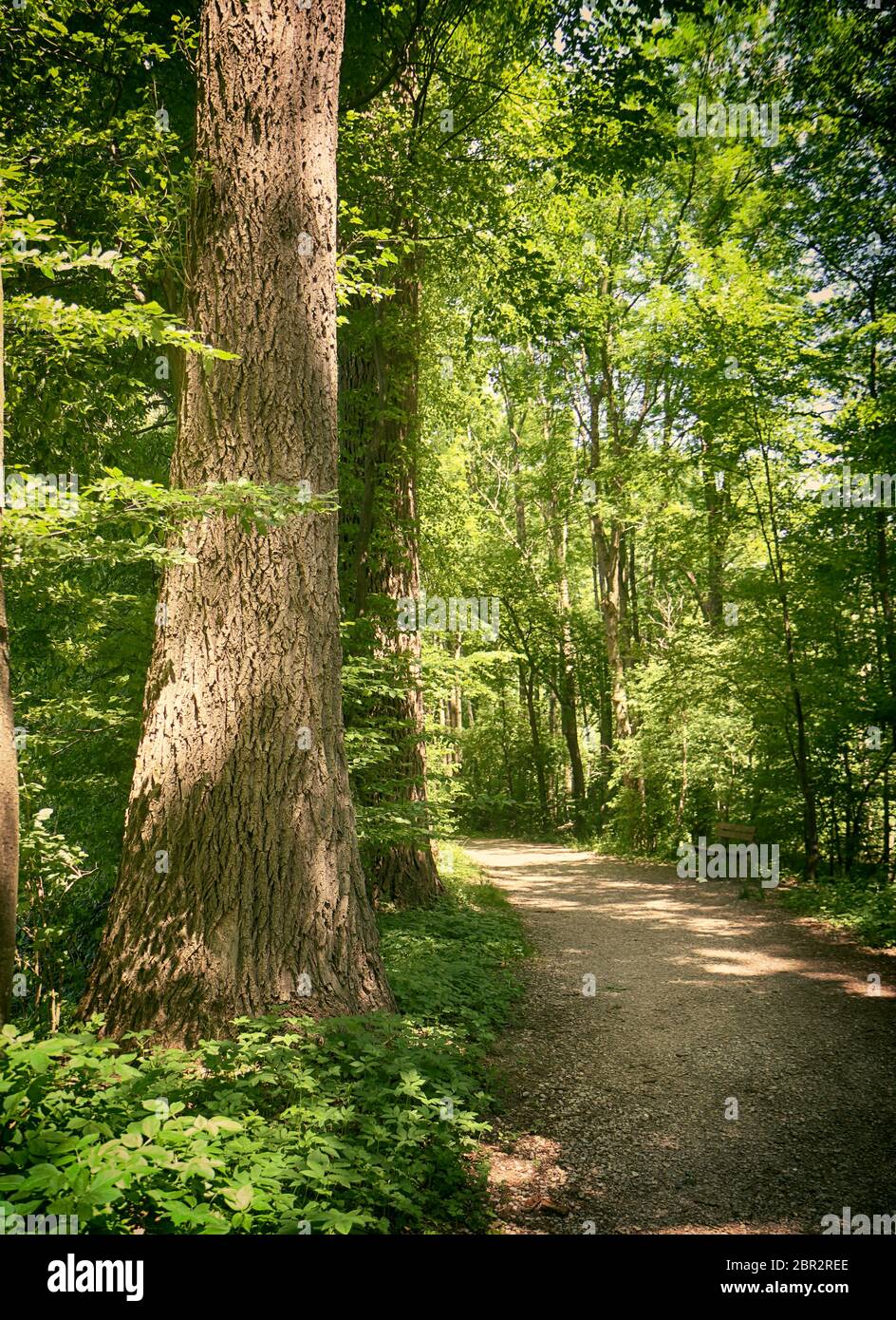 Bavière, Allemagne - chemin parmi les bois au parc national d'Isaraüen, la tache verte dense des arbres le long de la rivière Isar près de Munich, endroit idéal pour marcher, salut Banque D'Images