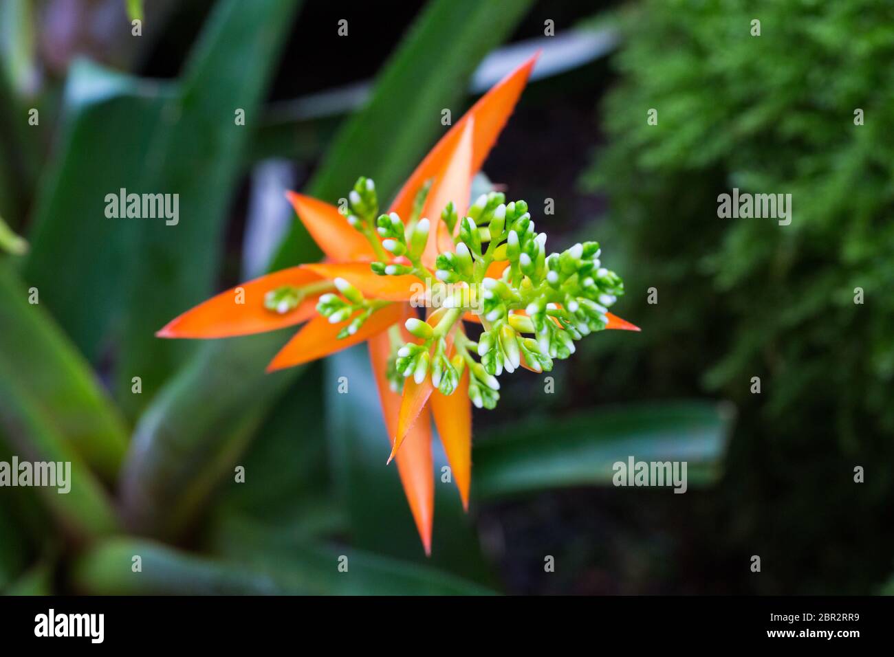 Gros plan de la fleur de blanketflower commune. Plus spécifiquement un Gaillardia Aristata Arizona Apricot. Fleur ronde avec pétales de couleur rouge, jaune et orange. Banque D'Images