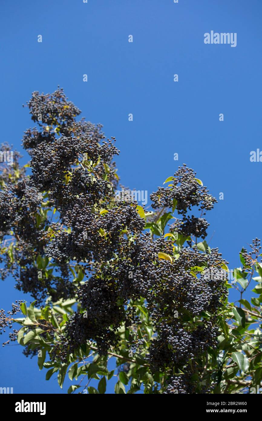 Troène sauvage plante berry florissante dans un ciel bleu lumineux Banque D'Images