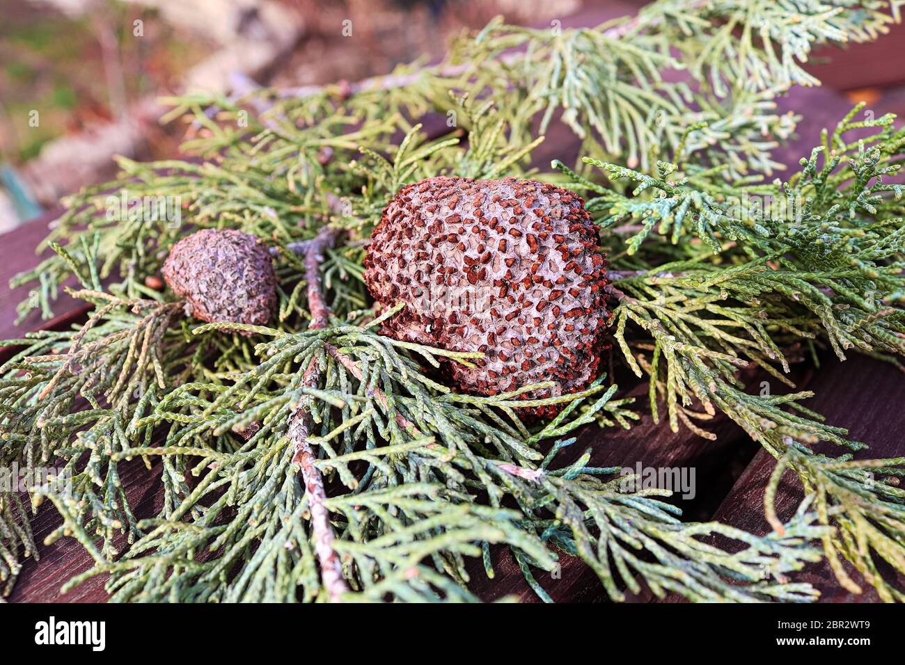 Un culot de genévrier rouille Aubépine sur une branche de genévrier. Banque D'Images