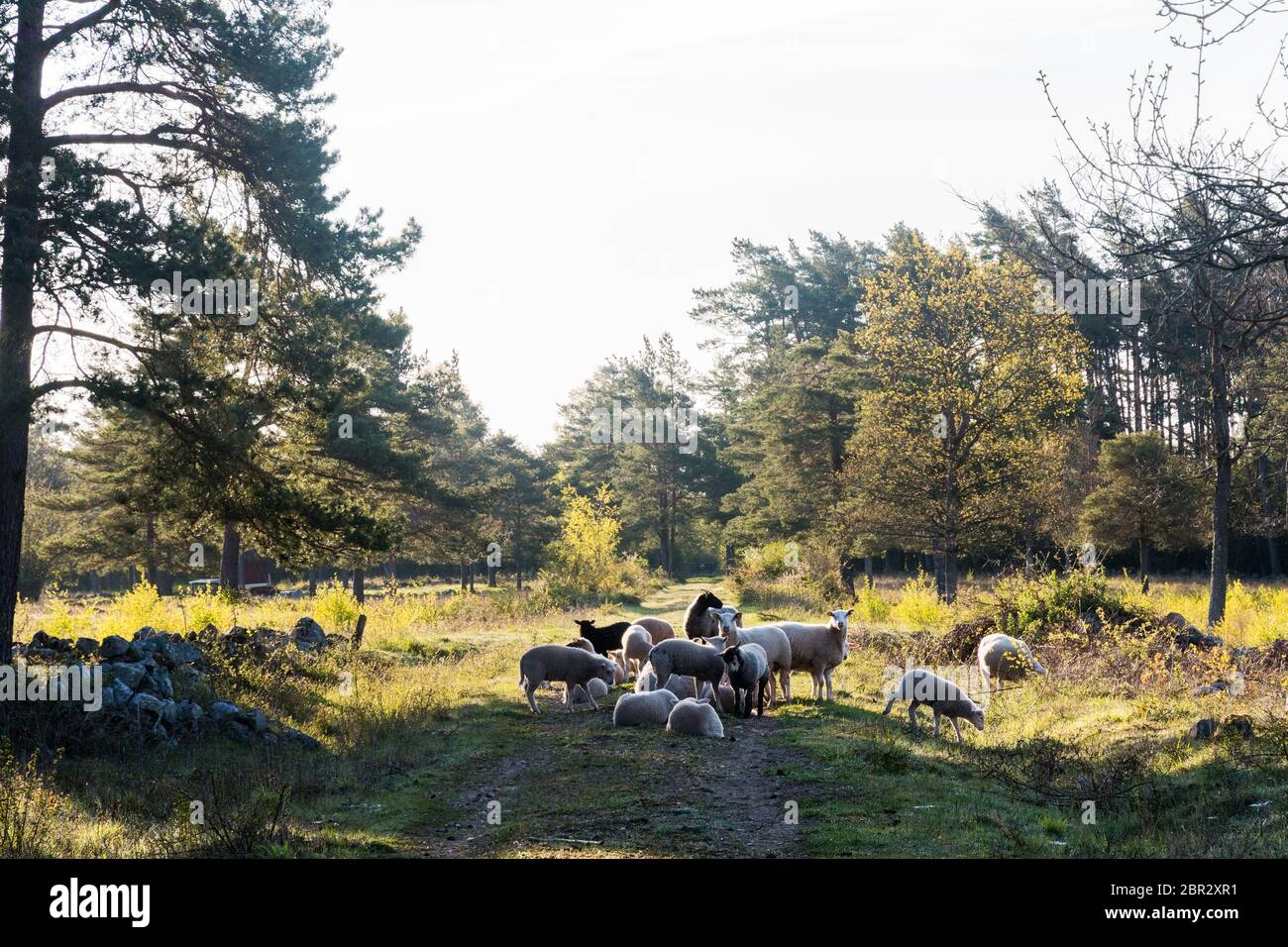 Moutons reposant sur une route de campagne sous le soleil du matin sur l'île Oland en Suède Banque D'Images