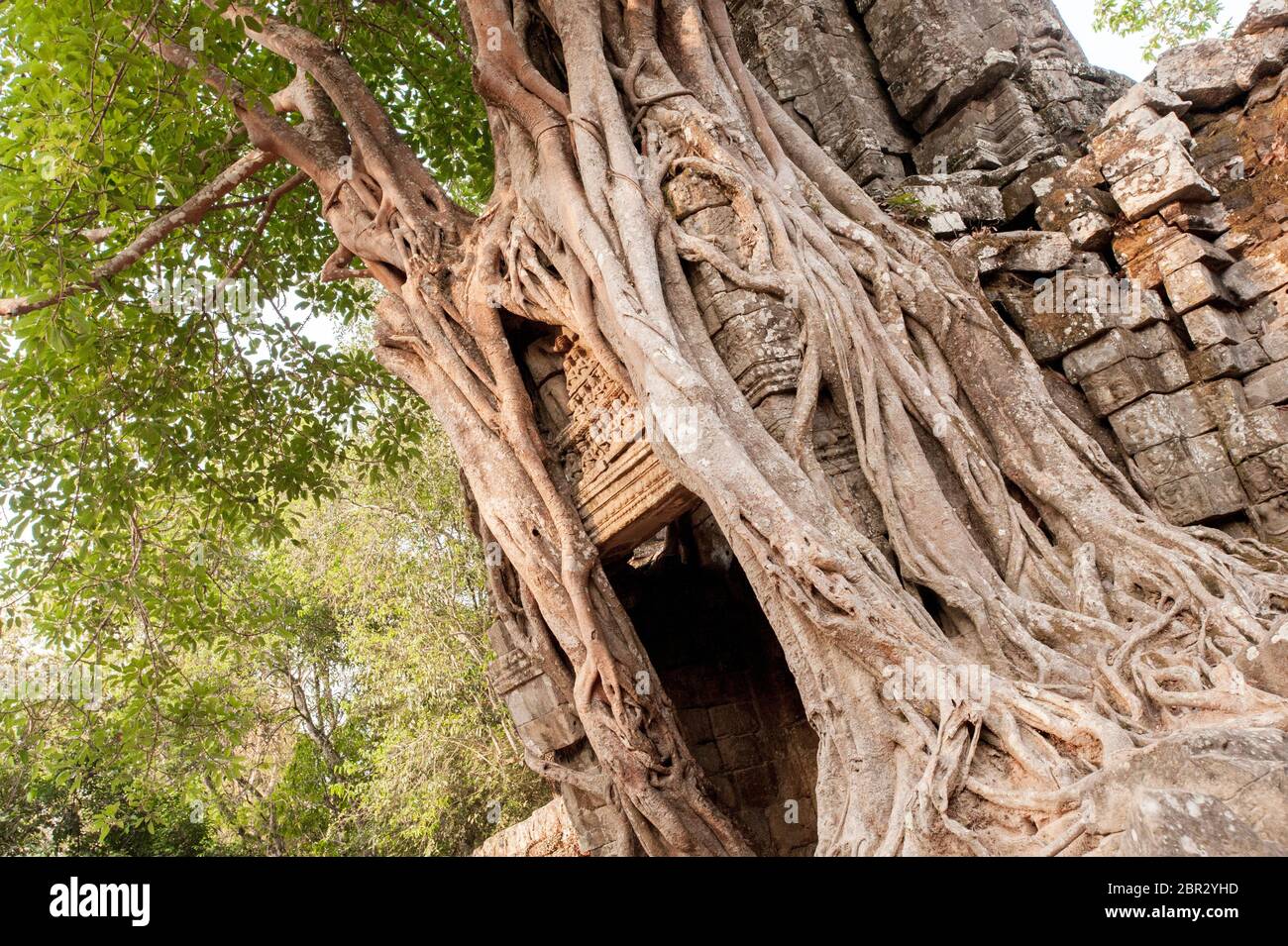 Un arbre de Fig Stronger couvre la tour d'entrée du Temple Ta Som. Angkor, site du patrimoine mondial de l'UNESCO, province de Siem Reap, Cambodge, Asie du Sud-est Banque D'Images