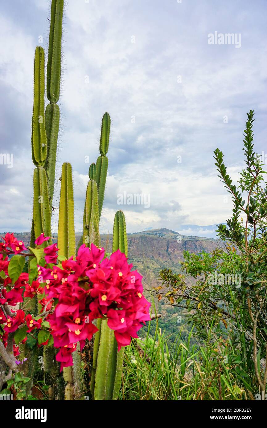 Fleurs de bougainvilliers et cactus Canyon Chicamocha avec en arrière-plan dans la Mesa de los Santos, Colombie Banque D'Images