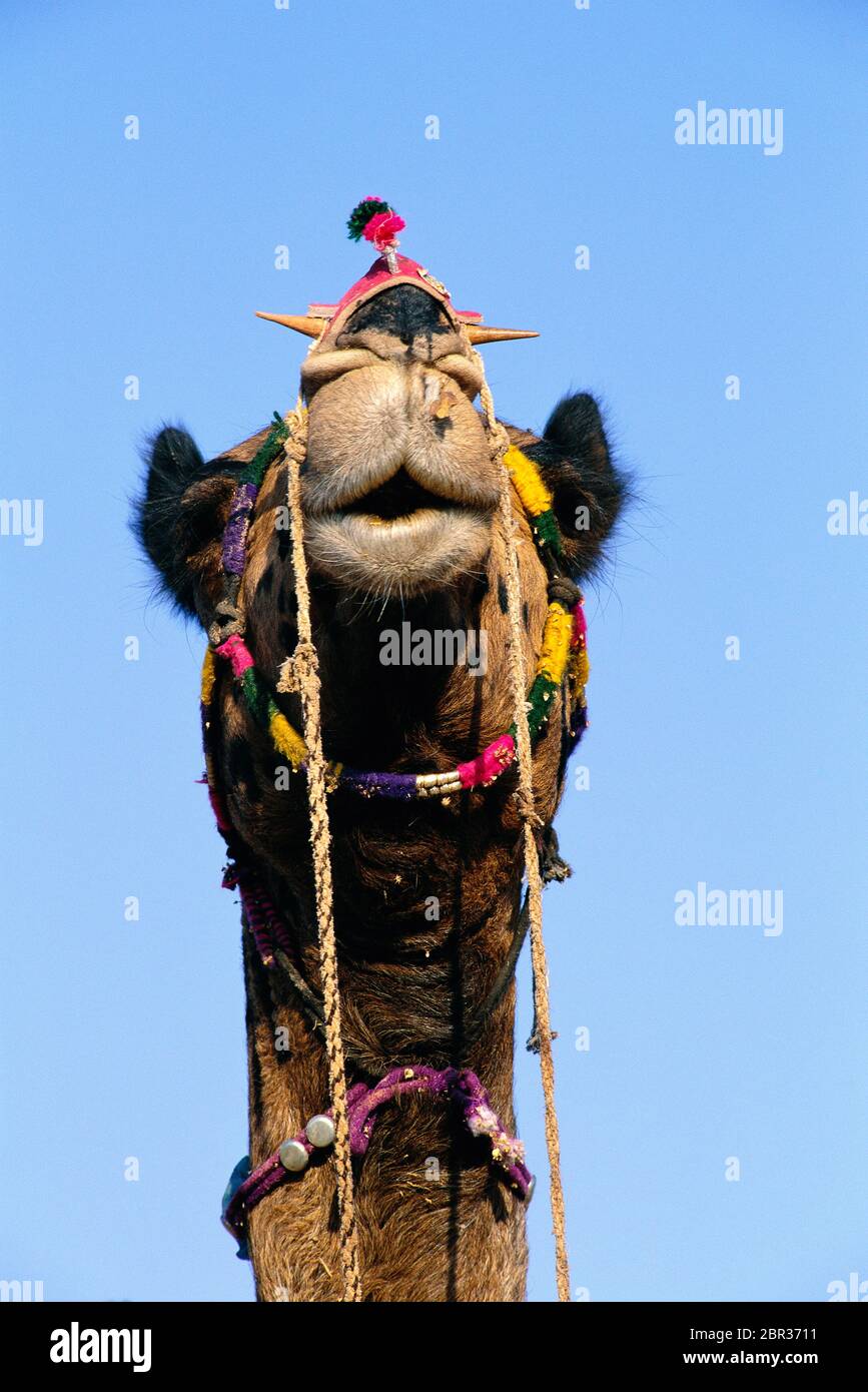 Portrait d'un chameau à la Foire de Pouchkar Camel, Pushkar, Rajasthan, Inde Banque D'Images