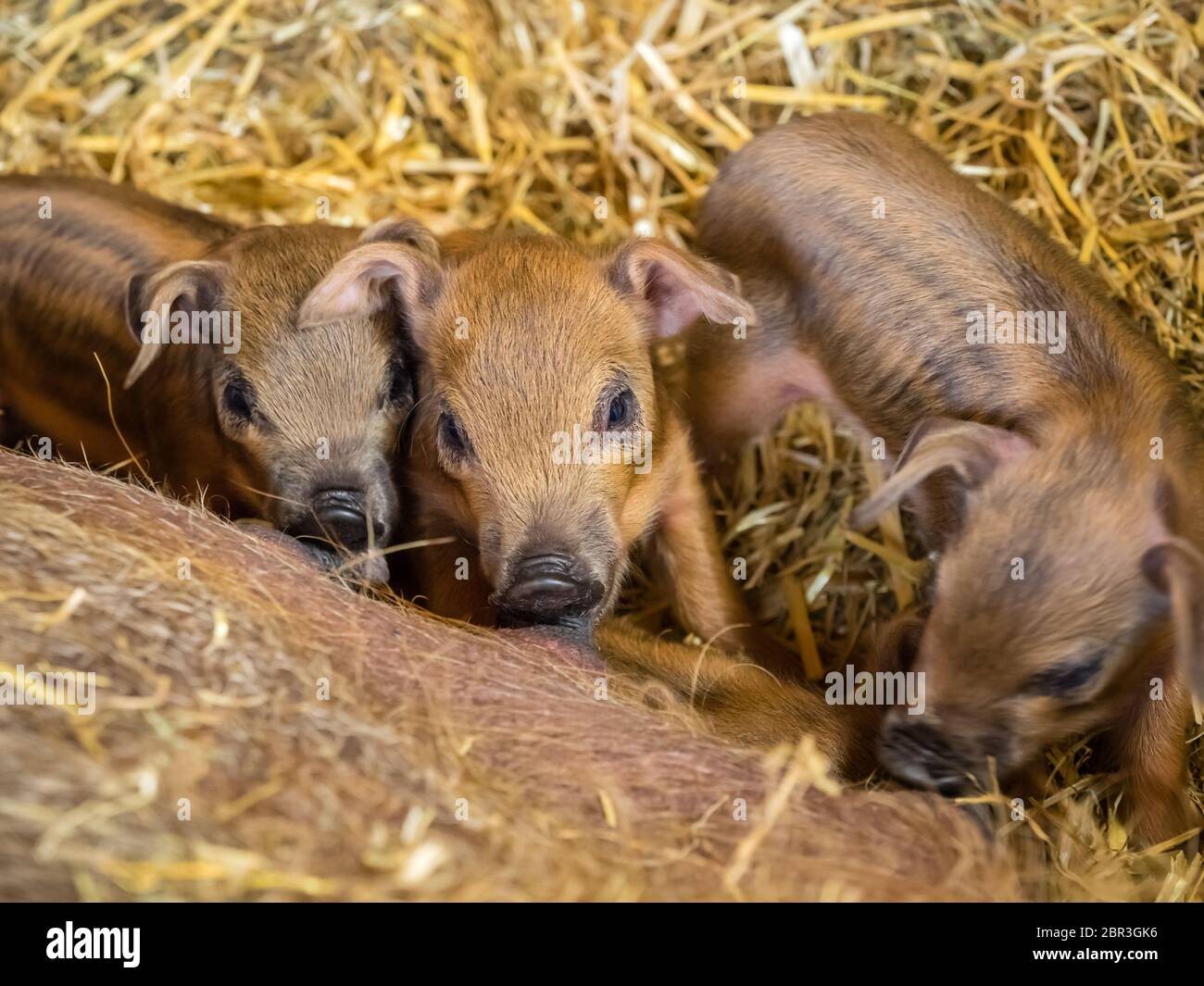 Groupe de porcs nouveau-né essayant d'obtenir l'accès à maman à la ferme lait porc Banque D'Images