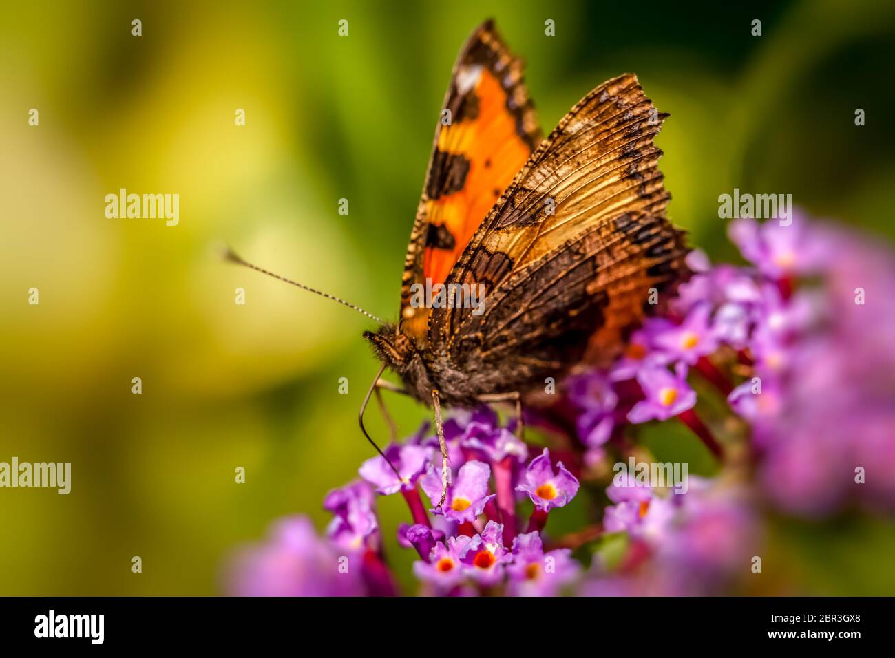 Papillon chrysope sur une fleur pourpre dans un jardin botanique Banque D'Images