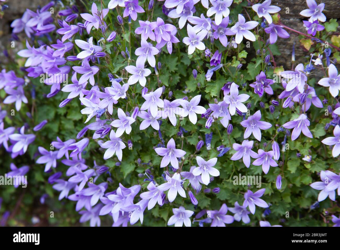 Fleurs de belt serbes, nom botanique Campanula Poscharskyana Banque D'Images