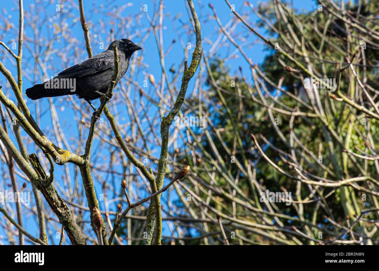 Oiseau la patte de la patte noire repose dans un arbre Banque D'Images