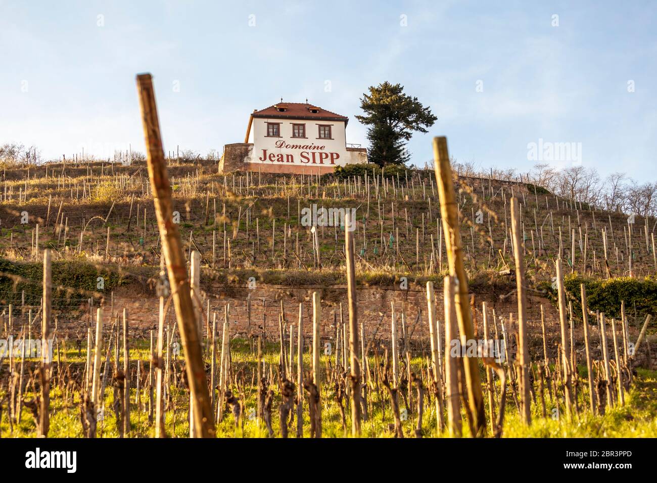 Vignoble du domaine Jean SIPP à Ribeauvillé , Alsace, France Photo Stock -  Alamy