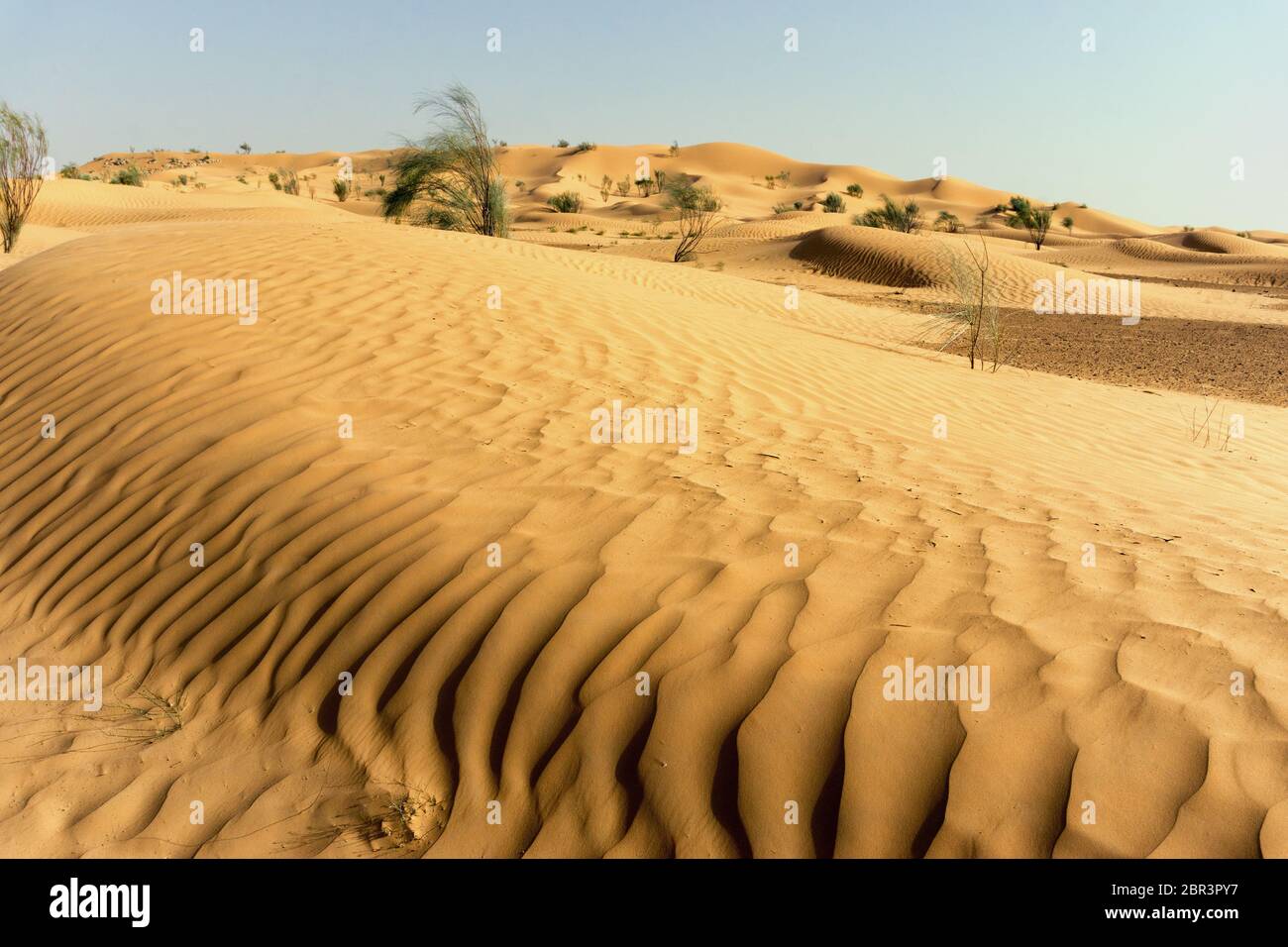 Des vagues de dunes du désert dans le désert du Sahara en Tunisie Banque D'Images