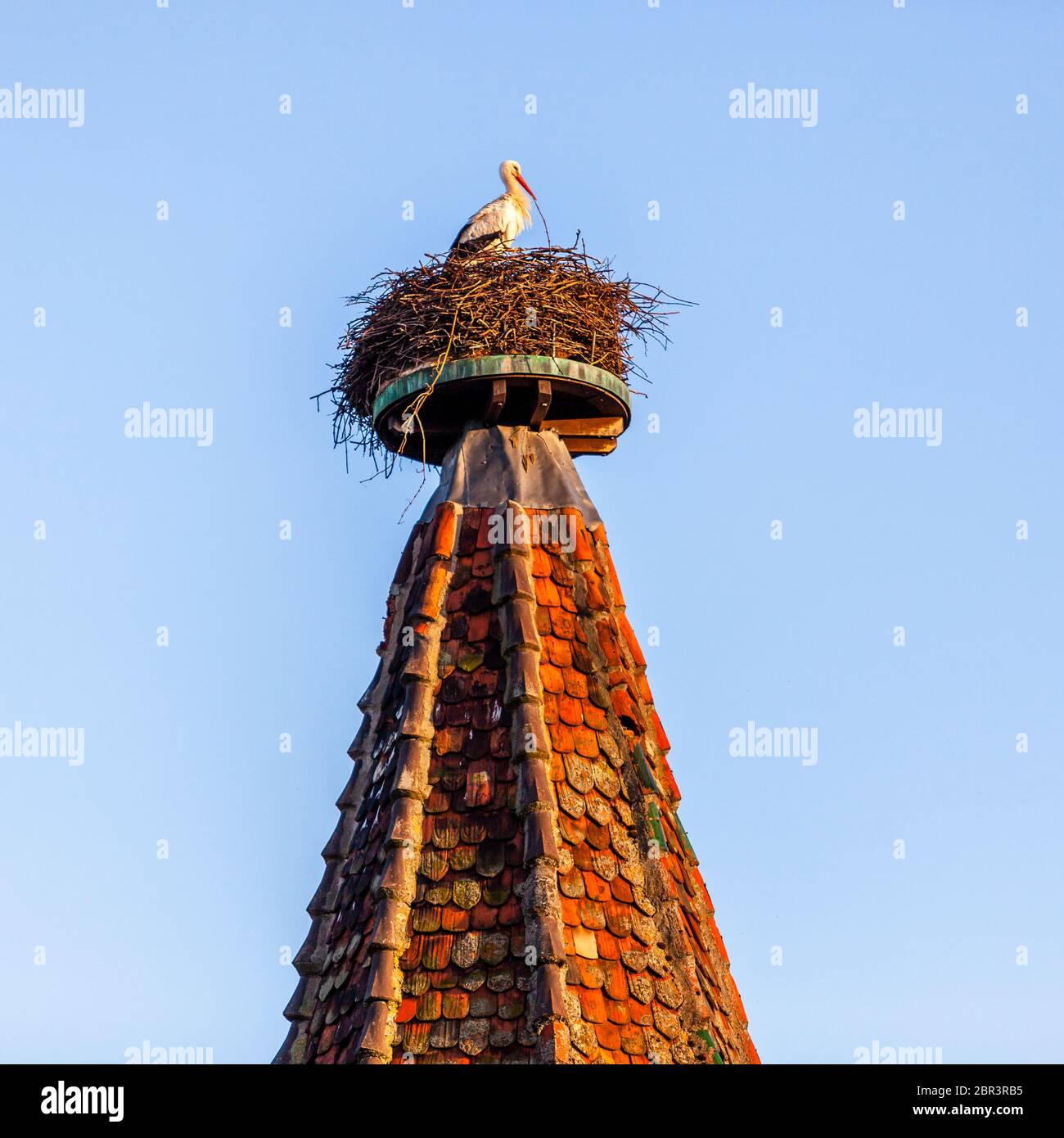 Stork Nest à Colmar-Ribeauvillé, France Banque D'Images