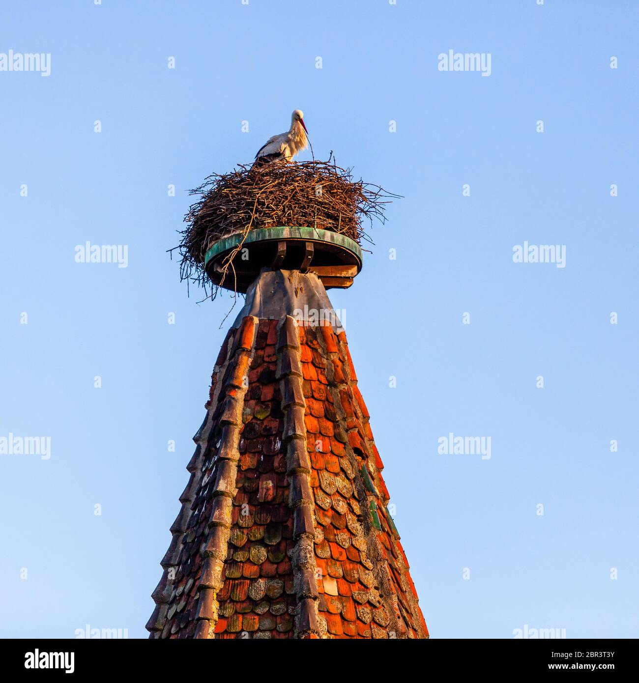 Stork Nest à Colmar-Ribeauvillé, France Banque D'Images