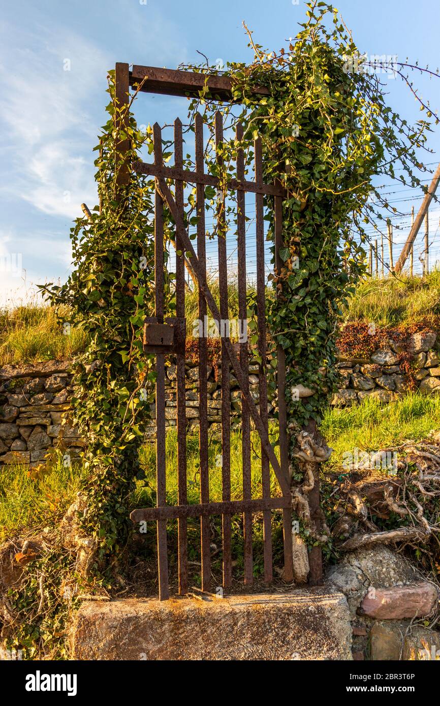 Porte du vignoble du domaine Jean SIPP à Ribeauvillé , Alsace, France Banque D'Images