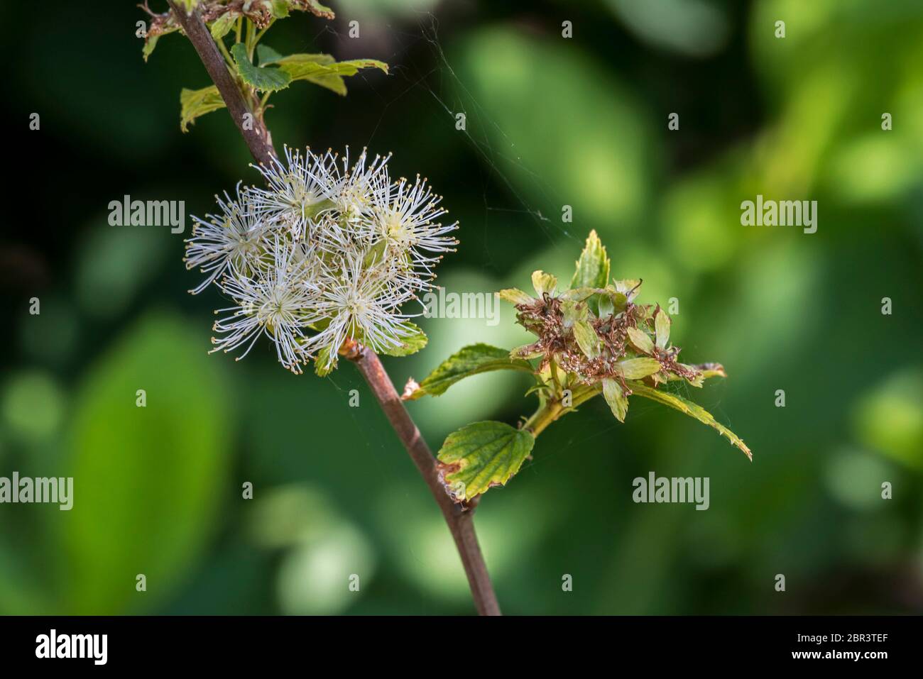 La couronne de neige de l'Alabama (Neviusia alabamensis), un petit arbuste originaire du sud-est des États-Unis, est un gros plan de fleurs blanches au printemps Banque D'Images