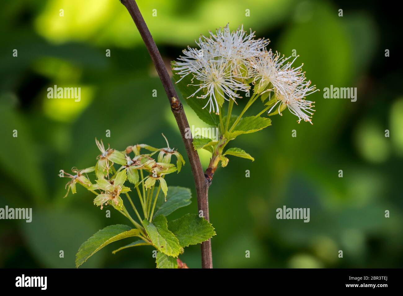 La couronne de neige de l'Alabama (Neviusia alabamensis), un petit arbuste originaire du sud-est des États-Unis, est un gros plan de fleurs blanches au printemps Banque D'Images