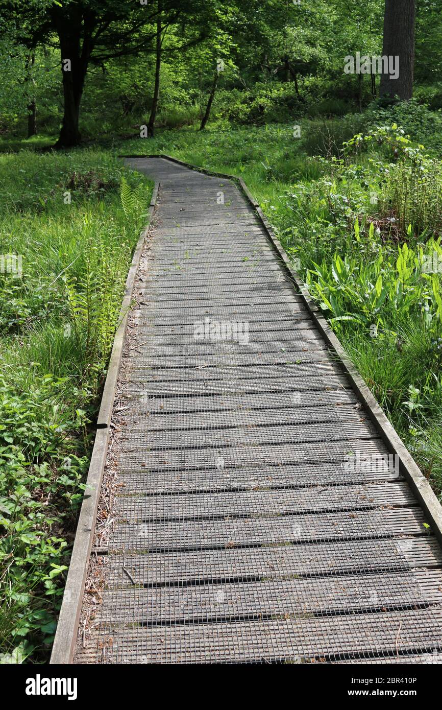 Promenade en bois avec treillis métallique sur la surface, à travers une zone humide marécageuse dans les bois avec des plantes et d'autre, arbres en arrière-plan et se concentrer sur la th Banque D'Images