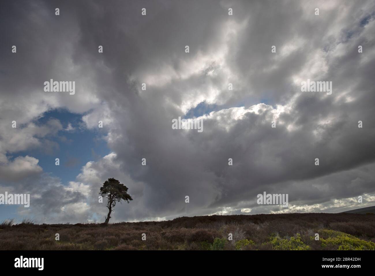 Lone Pine Tree sur Commondale Moor, parc national de North York Moors, Yorkshire, Angleterre Banque D'Images