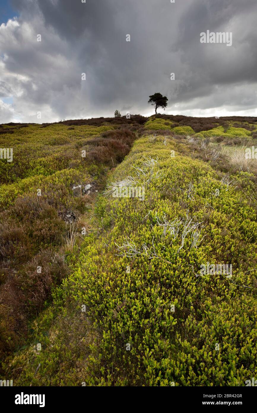 Lone Pine Tree sur Commondale Moor, parc national de North York Moors, Yorkshire, Angleterre Banque D'Images