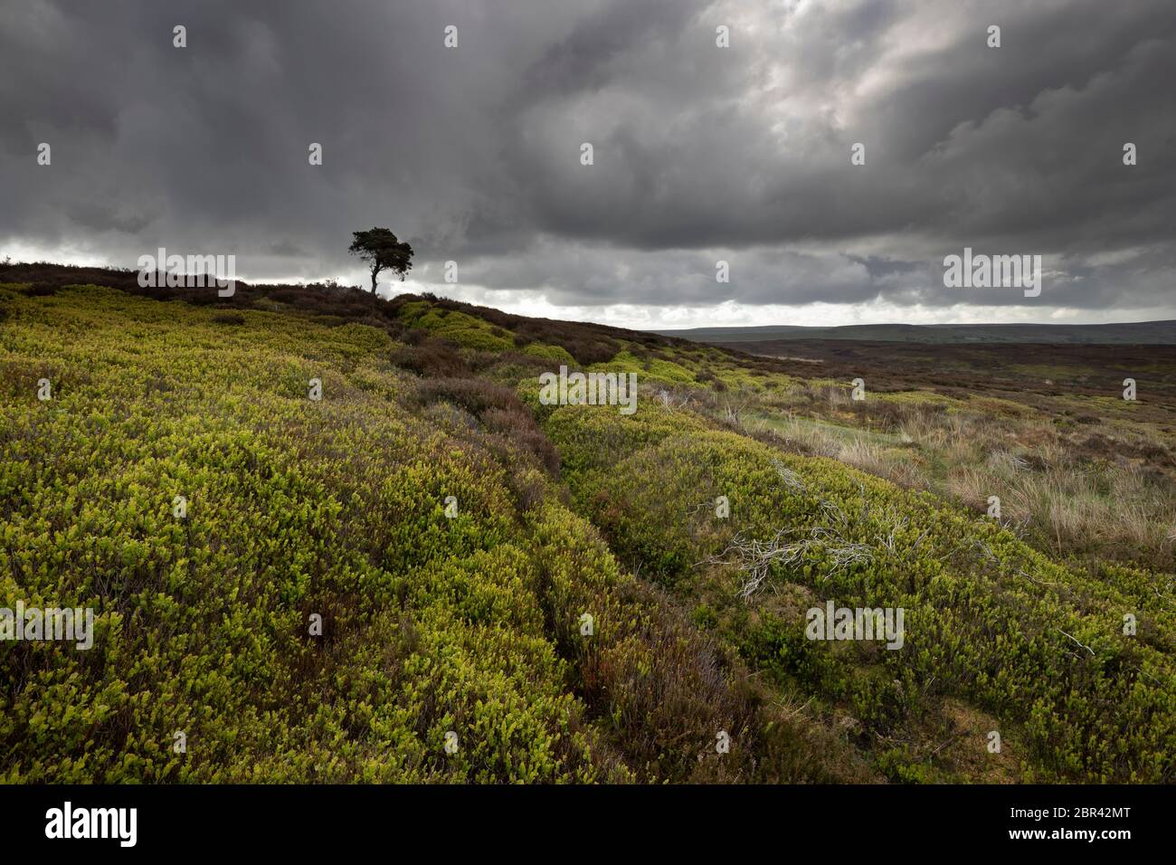 Lone Pine Tree sur Commondale Moor, parc national de North York Moors, Yorkshire, Angleterre Banque D'Images