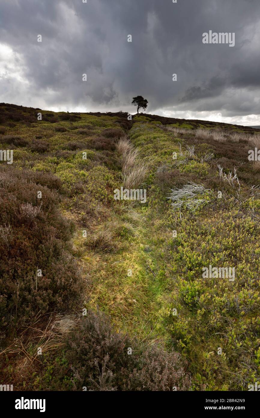 Lone Pine Tree sur Commondale Moor, parc national de North York Moors, Yorkshire, Angleterre Banque D'Images