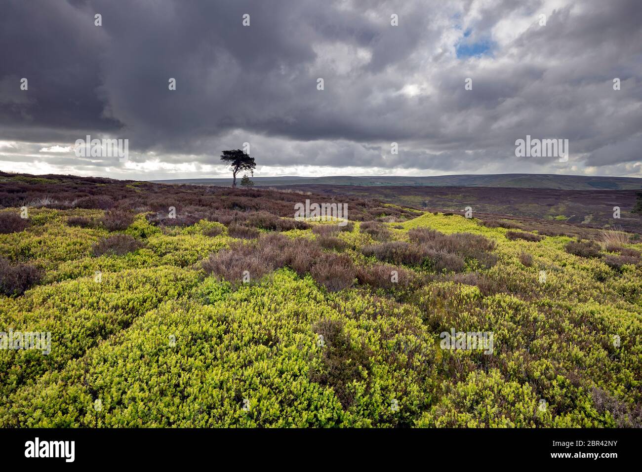 Lone Pine Tree sur Commondale Moor, parc national de North York Moors, Yorkshire, Angleterre Banque D'Images