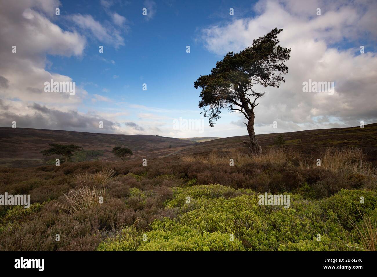 Lone Pine Tree sur Commondale Moor, parc national de North York Moors, Yorkshire, Angleterre Banque D'Images