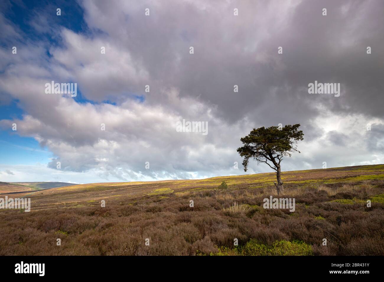 Lone Pine Tree sur Commondale Moor, parc national de North York Moors, Yorkshire, Angleterre Banque D'Images