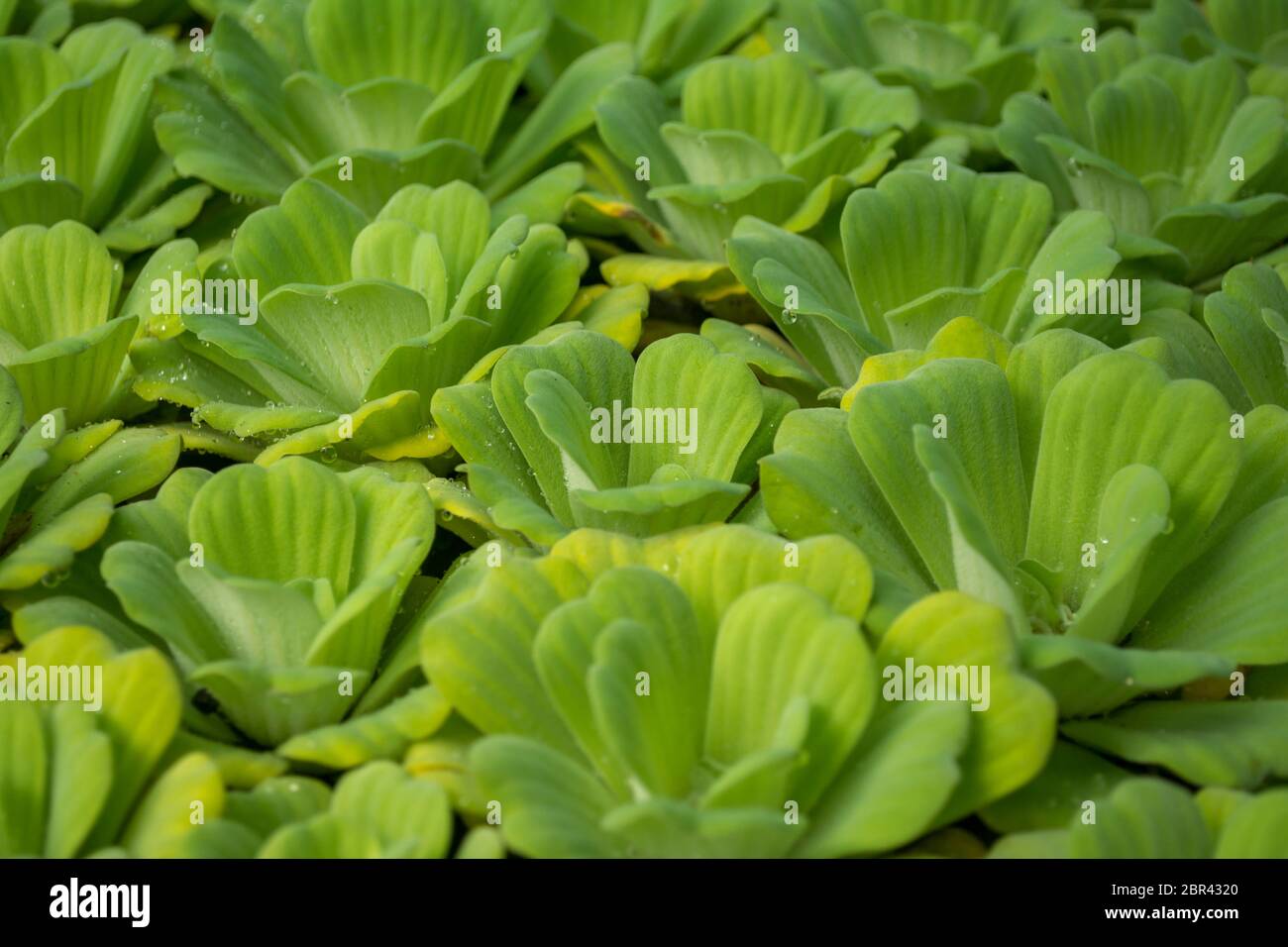 La laitue d'eau ou de chou fleur Shell, Pistia stratiotes, Araceae Banque D'Images