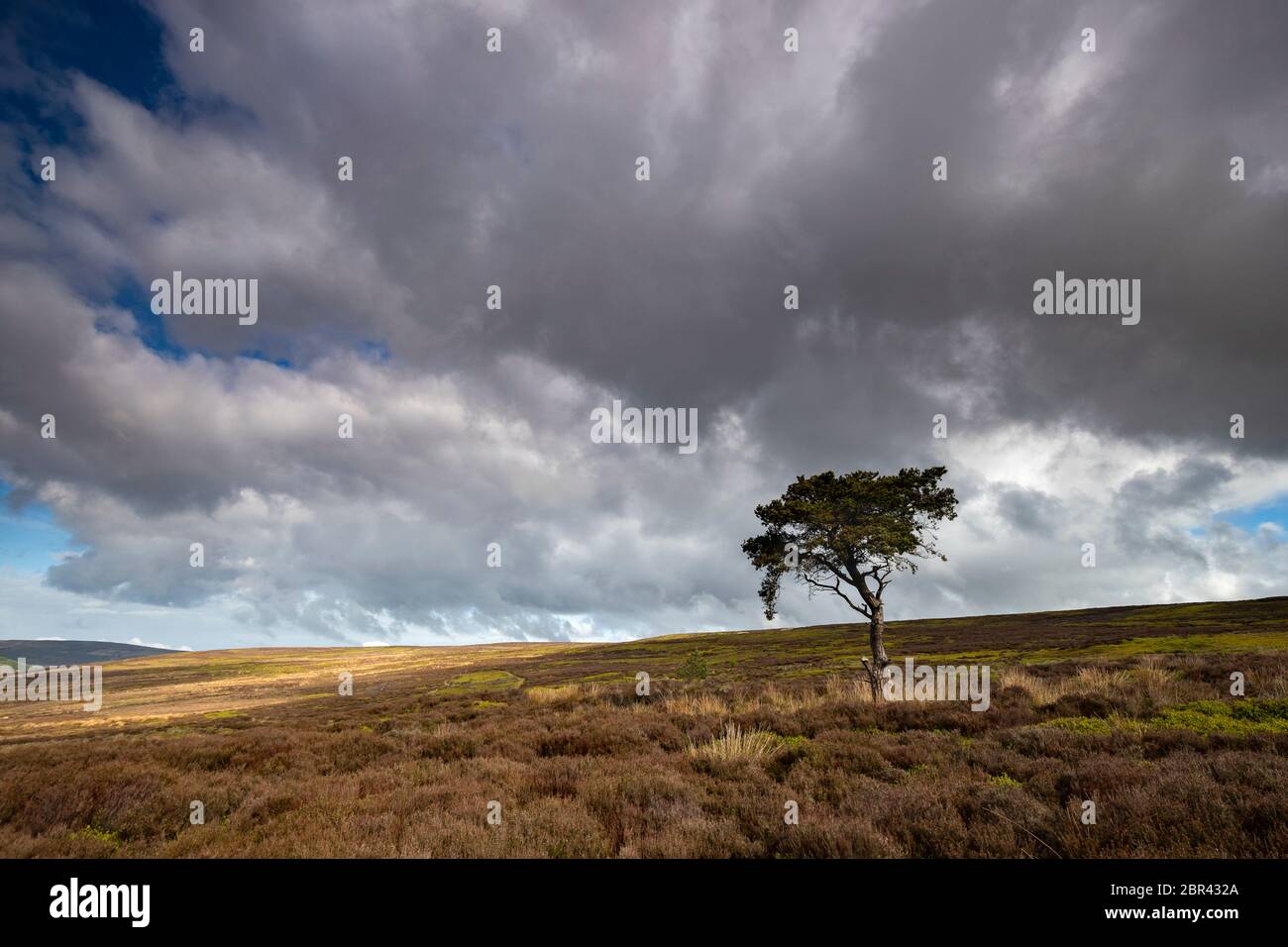 Lone Pine Tree sur Commondale Moor, parc national de North York Moors, Yorkshire, Angleterre Banque D'Images