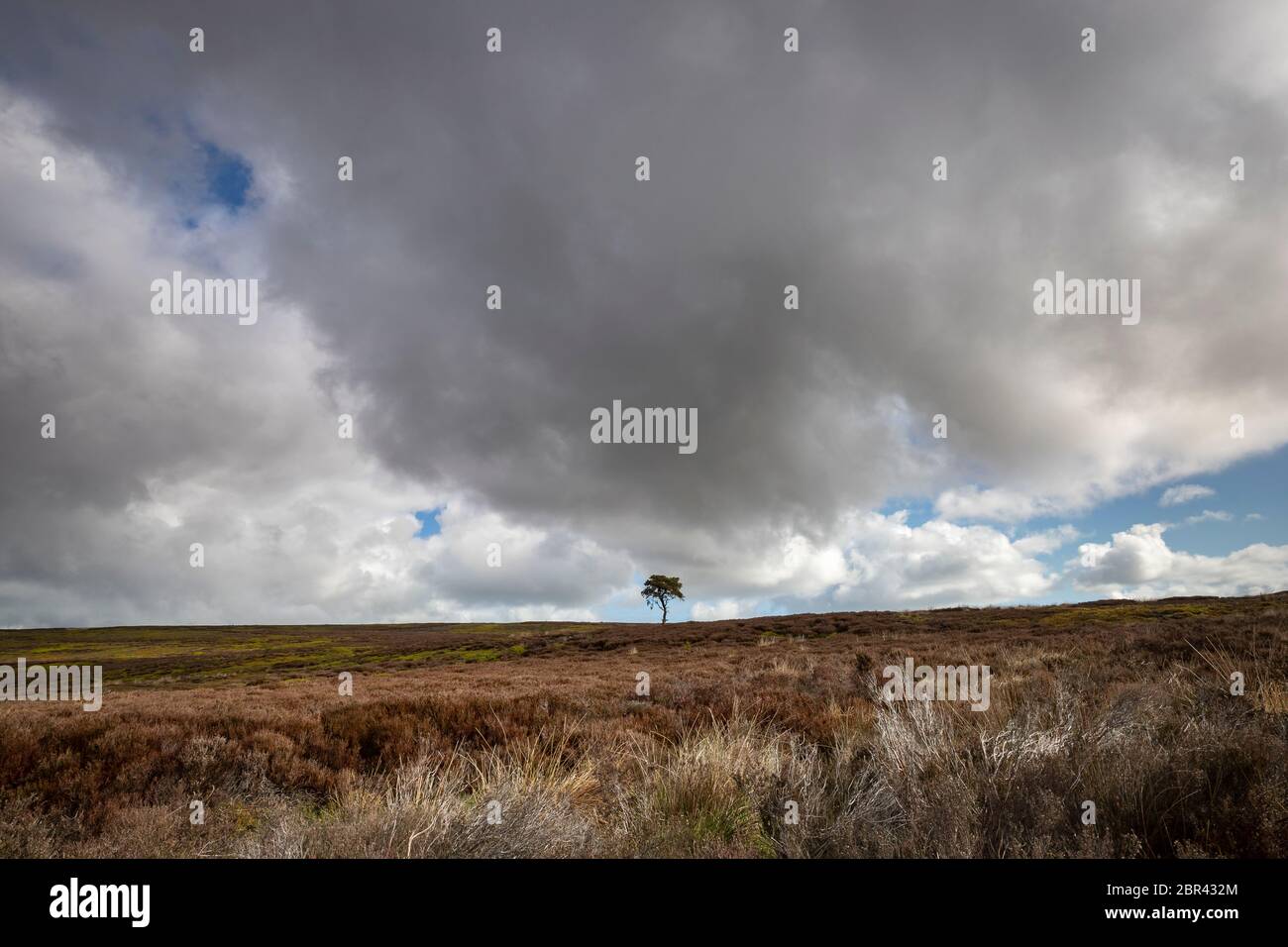 Lone Pine Tree sur Commondale Moor, parc national de North York Moors, Yorkshire, Angleterre Banque D'Images