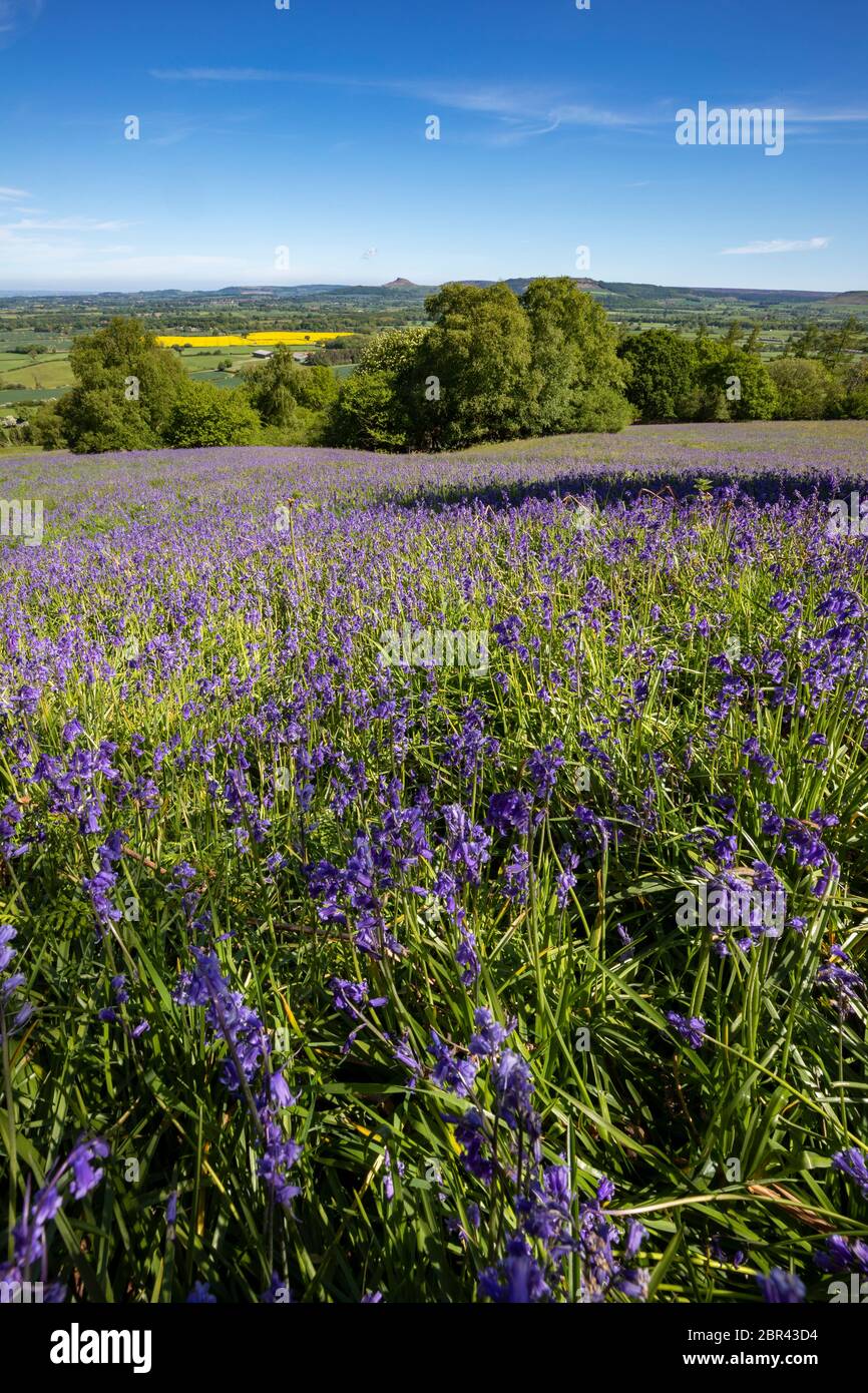 Bluebell Field, Clay Bank, parc national des Moors du Yorkshire du Nord, Yorkshire, Angleterre. Banque D'Images