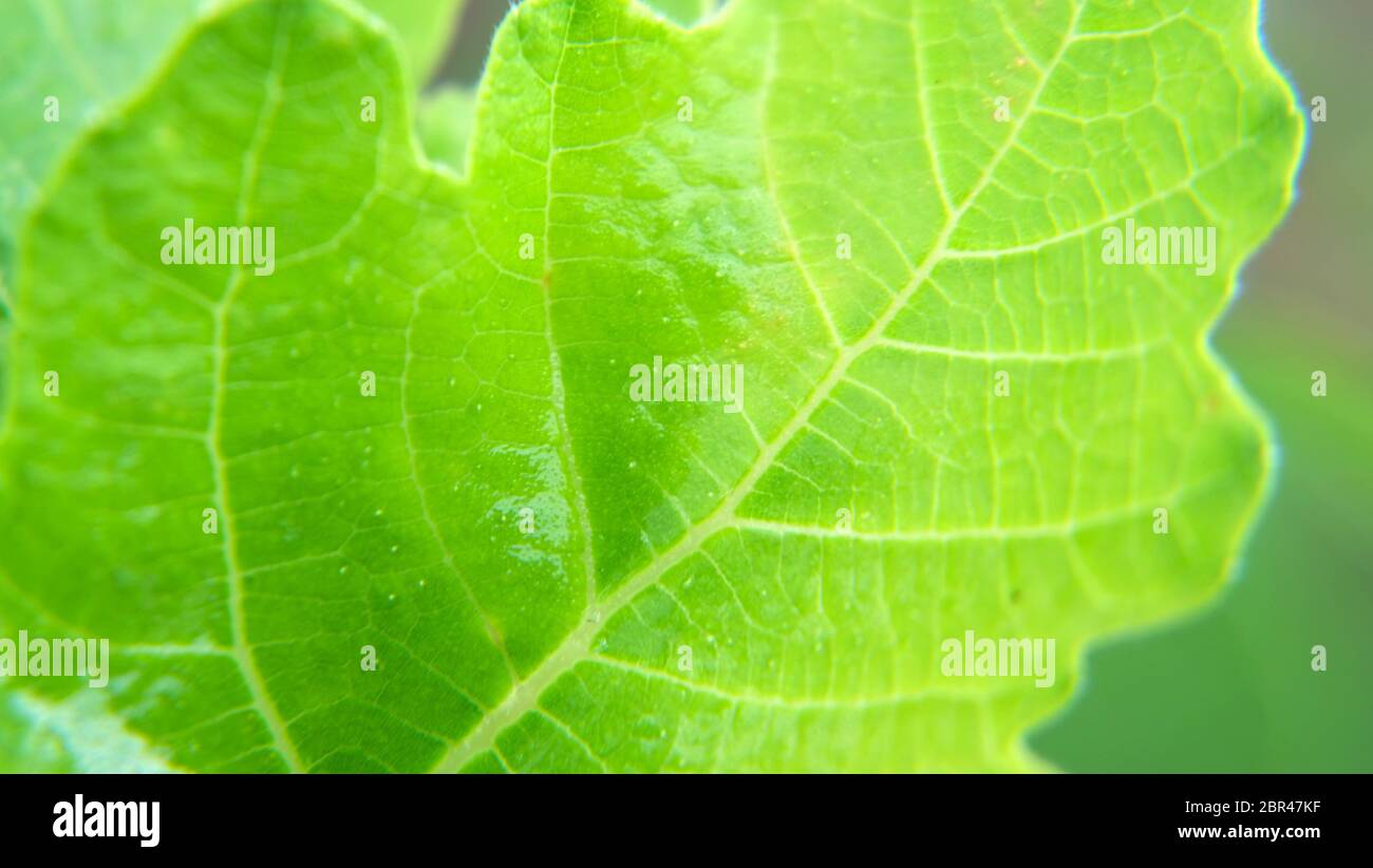 Macro d'une jeune feuille de figues verte. Banque D'Images