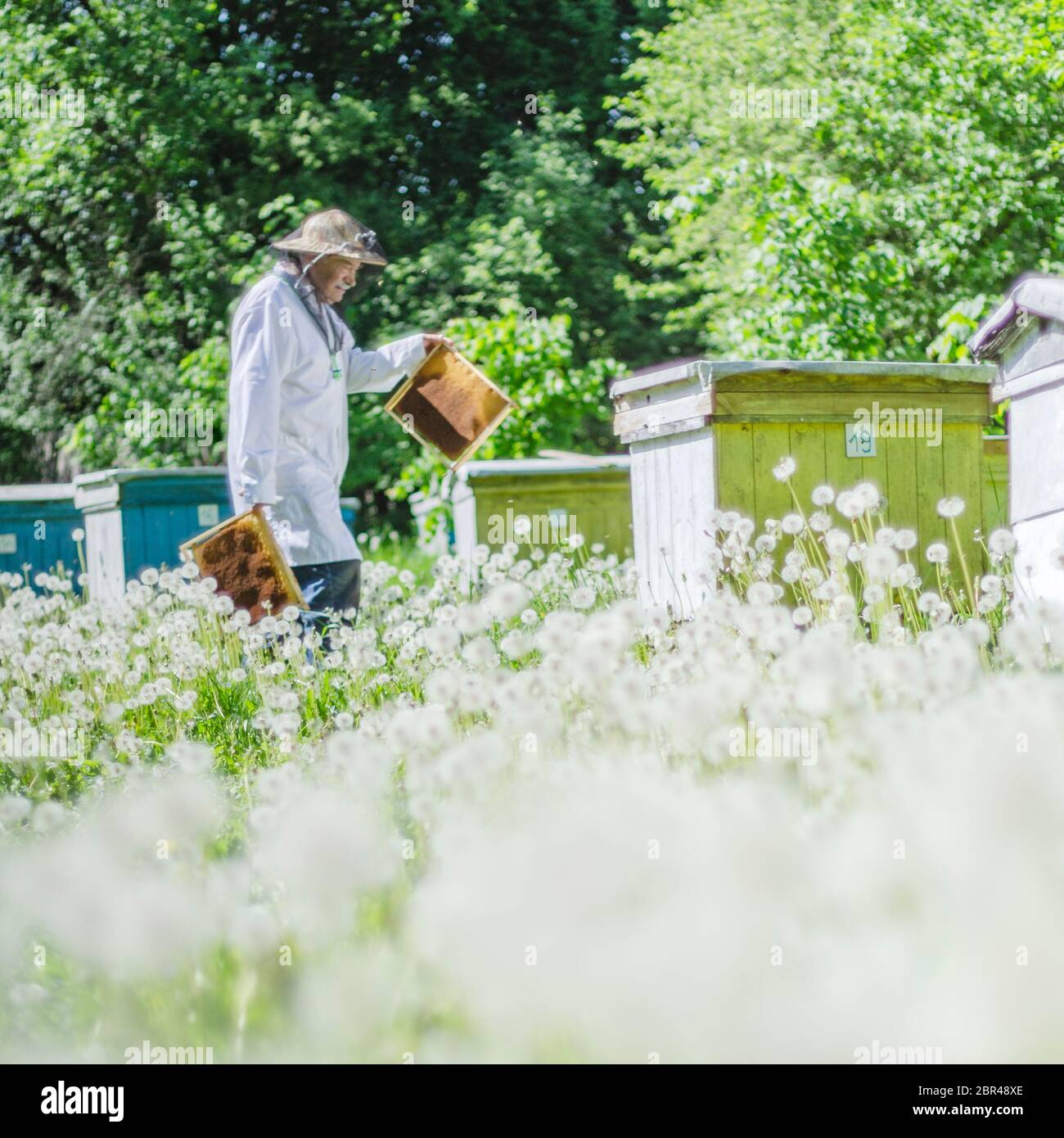 apiariste senior dans l'apiculture faisant l'inspection au printemps Banque D'Images