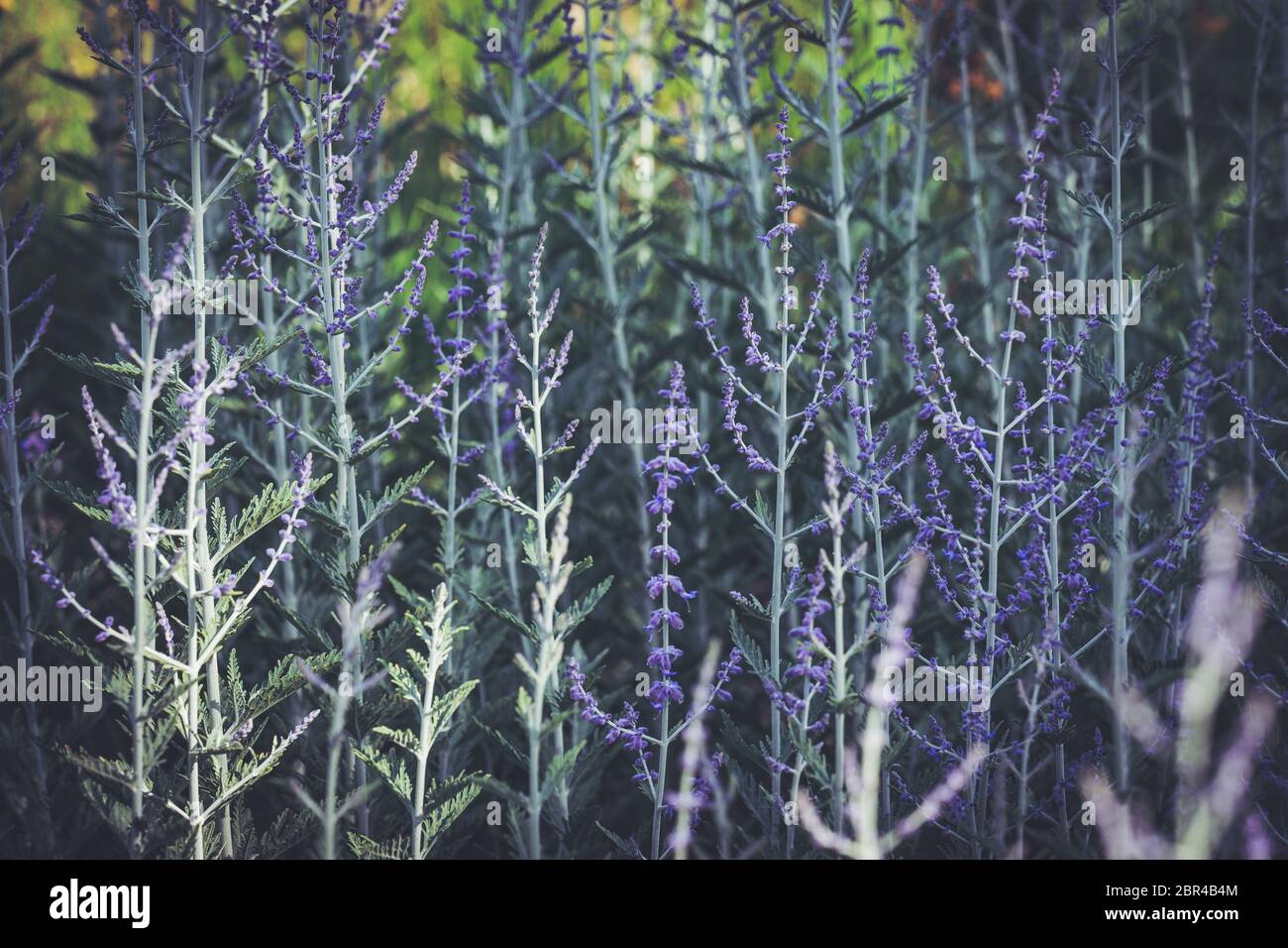 Fleurs bleues et feuilles gris-vert de Perovskia Atriplicifolia communément connu sous le nom de sauge russe Banque D'Images