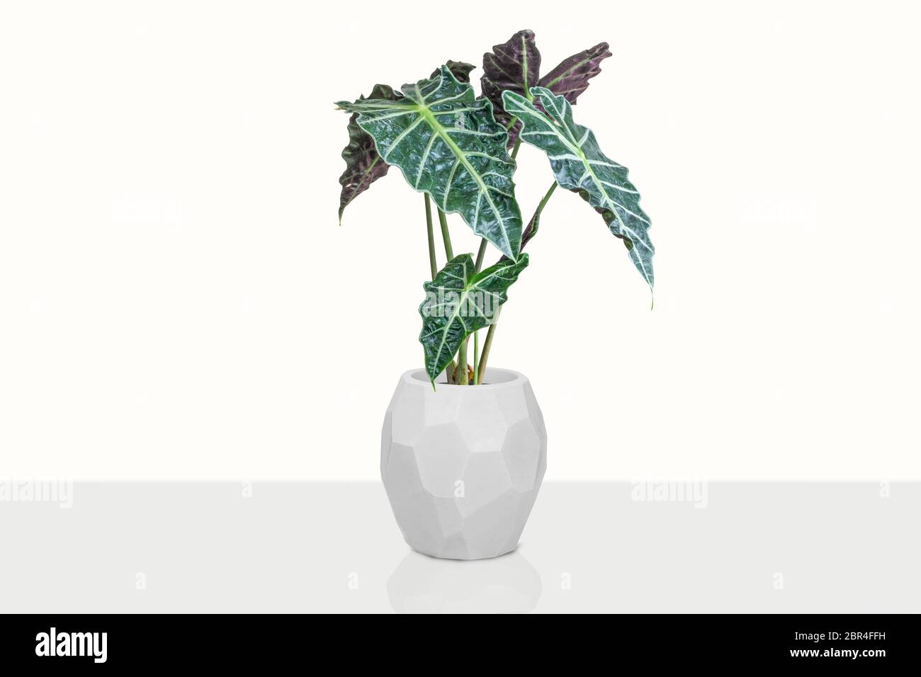 Belle Alocasia plante en pot isolé sur le tableau Banque D'Images